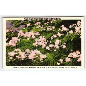 Vintage Linen Postcard Mimosas in Bloom Beautiful Southern Sight